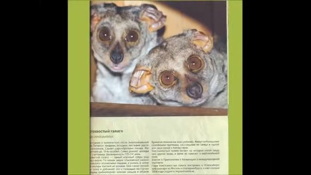 Книга о Новосибирском зоопарке смотреть онлайн