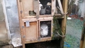 Нападение лисы на хозяйство//что стало с индюками