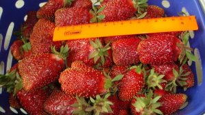 ЗЕМКЛУНИКА КУПЧИХА - ОПИСАНИЕ СОРТА  ЗЕМКЛУНИКИ КУПЧИХА , КАК ЕСТЬ