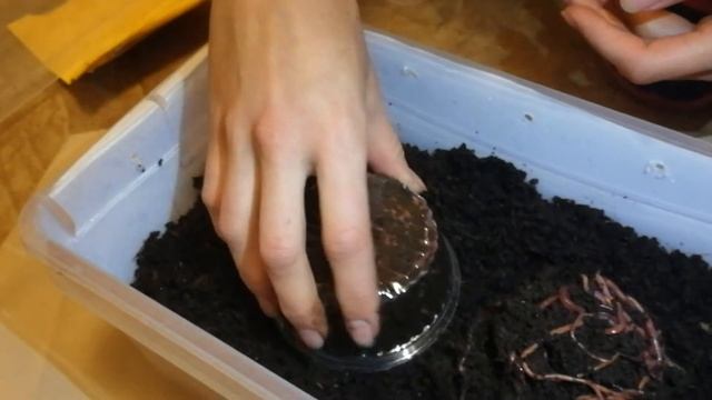 Вермикомпостер своими руками - начало. День 1. смотреть онлайн