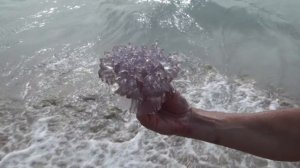 Остров Пхукет, медузы на пляже Карон