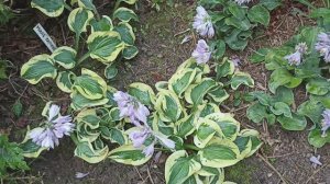 Хосты-малышки 15.07.24