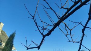 Обрезка хурмы по В.И. Ленину завершена.