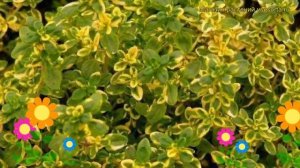 Тимьян (Чабрец) лимоннопахнущий Банблаттриг. Краткий обзор, описание thymus citriodorus Buntblattri