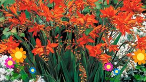 Крокосмия обыкновенная Огненный Король. Краткий обзор, описание характеристик, где купить рассада