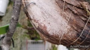 Bulbophyllum ambrosia-Первое Цветение Ароматной орхидеи и Уход