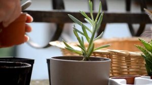 Cool Pastel Colored Succulents in small pot