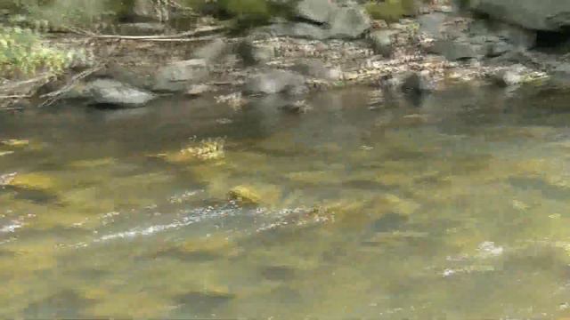 Золотая осень Приморья. ТенкараПРИМ смотреть онлайн