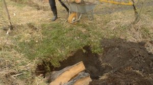 Проект по разведению жука оленя.