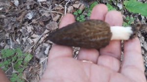 Грибы Краснодарского края и Адыгеи.Сморчок конический