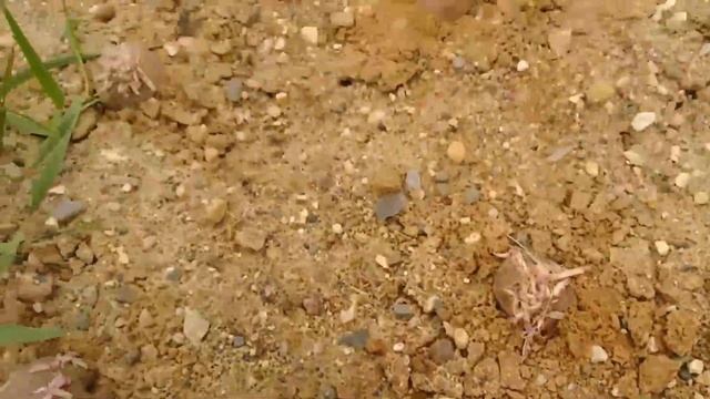 Грабли веерные Для любителей канала Грабли Лайф 30 06 21 смотреть онлайн