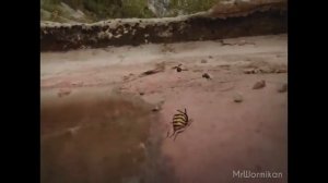 Нелегальные гонки букашек