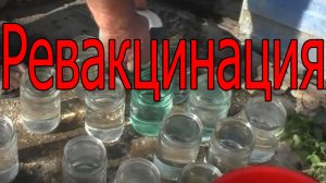 Ревакцинация и вакцинация птицы от Гамборо