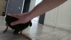 Как Русский Той Терьер провинился?!