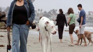 САМАЯ БОЛЬШАЯ СОБАКА В МИРЕ. НЕМЕЦКИЙ ДОГ. ВЫСОКИЙ. КРУПНЫЙ. ТЯЖЁЛЫЙ. САМЕЦ.