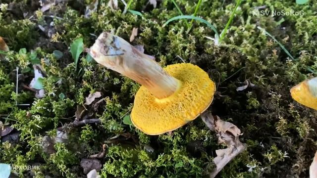 Моховик смотреть онлайн