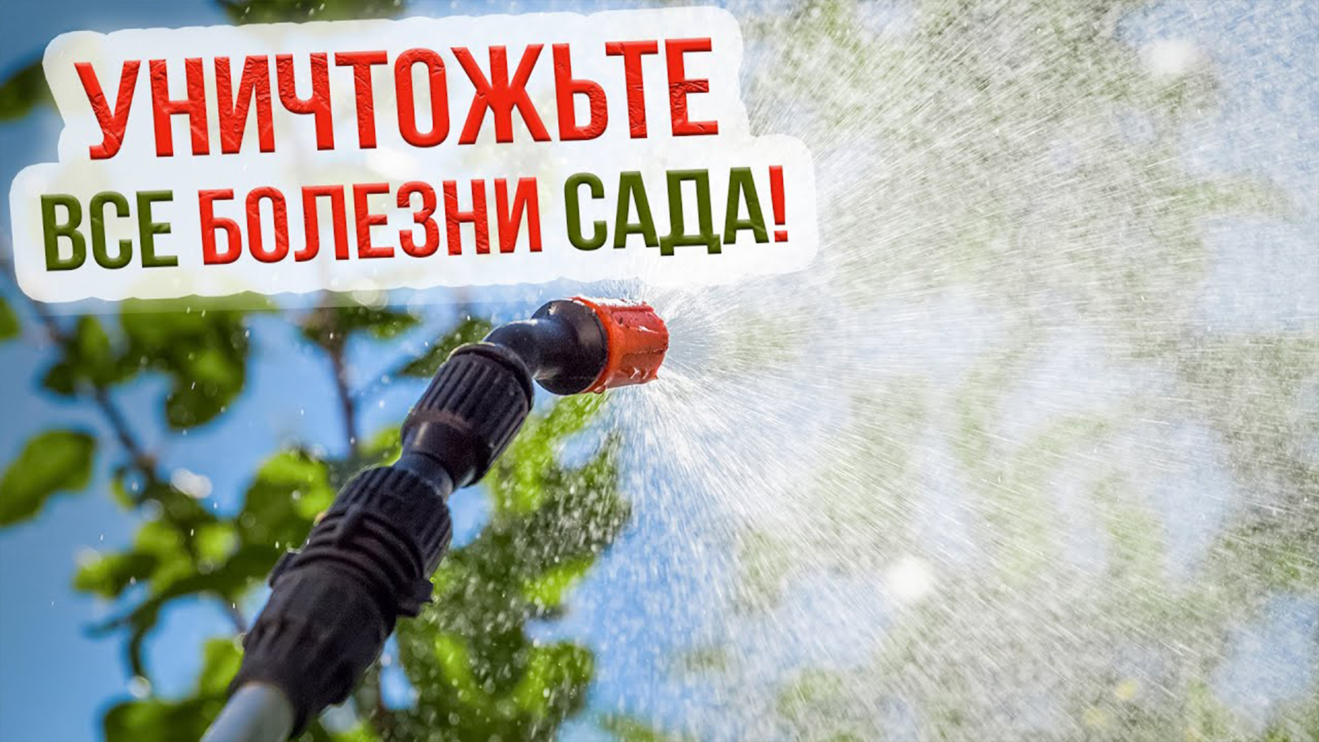 Осенняя обработка сада от болезней и вредителей. Чем обработать плодовые деревья осенью?