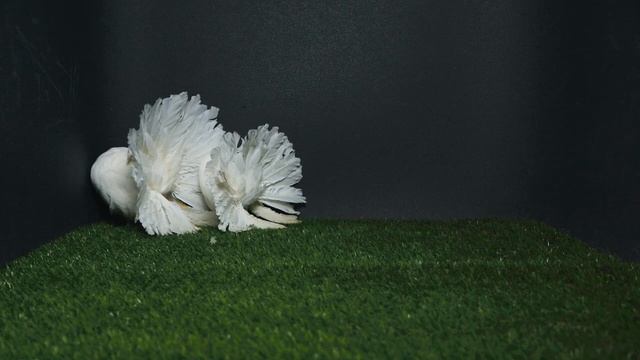 Павлины голуби. Самый большой и самый маленький. смотреть онлайн