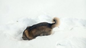 Моя Хаски мышкует в лесу, прям как настоящий охотник!