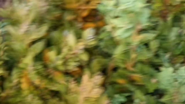 Самшитовая листоблошка. Причиняемый вред. Методы борьбы. смотреть онлайн