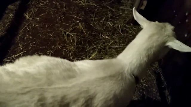 Мороз и солнце ...Что в тюках ? Белена ! смотреть онлайн