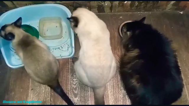 Тайский котенок 8 месяцев,Старосиамский котенок кушает. смотреть онлайн