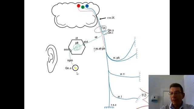 Языкоглоточный нерв IX пара черепно мозговые нервы смотреть онлайн