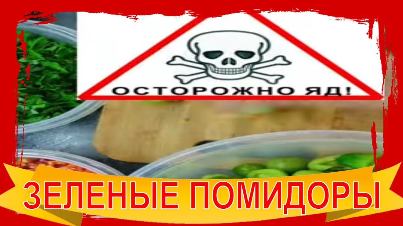ЗЕЛЕНЫЕ ПОМИДОРЫ. СОЛАНИН- ЯД! Как не отравиться и сделать вкусную закуску на зиму.