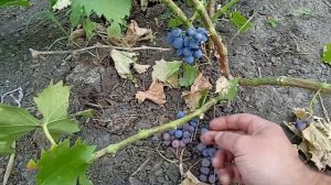 Первый урожай винограда