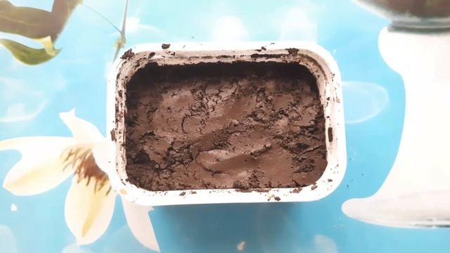 Как Вырастить Траву для Кошки за 6 дней