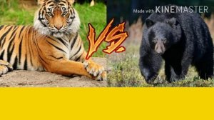 БЕНГАЛЬСКИЙ ТИГР VS БАРИБАЛ