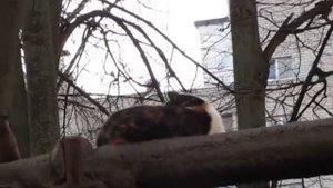 Ворона и кот