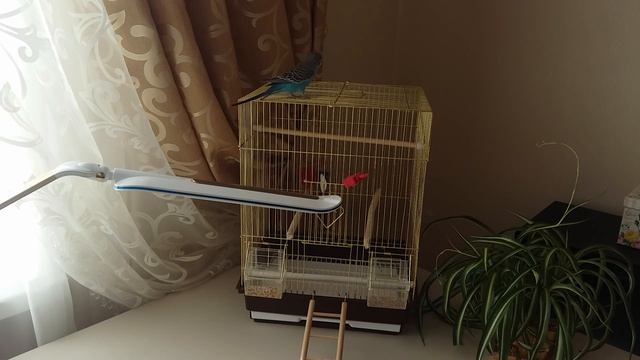 КАК ВЫБРАТЬ ВОЛНИСТОГО ПОПУГАЯ. Купить попугая мальчика и молодого! (2019г.)