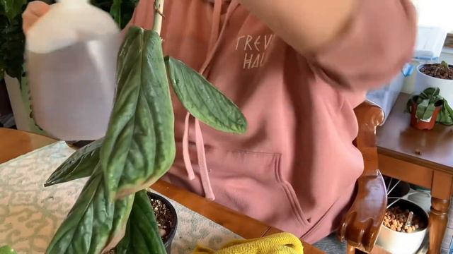 Lets clean some plants!