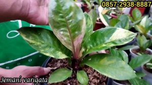 LAPAK KHUSUS ANTHURIUM JEMANI BERKARAKTER & HUKERI PINK,,,HARGA BOLEH DI ADU!!!