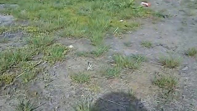 редкая бабочка