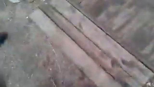 Немецкая овчарка и кошки смотреть онлайн