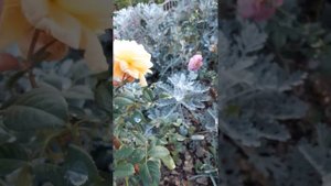 Роза Мишель Фюген