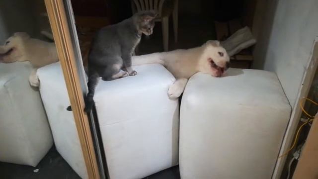 Алабай 2,5 месяца. Пробирается через баррикады смотреть онлайн