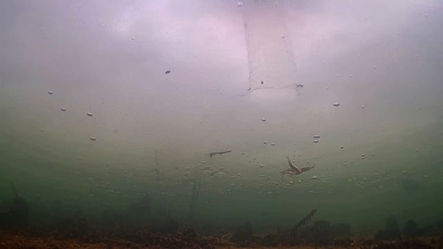 ОНДАТРА ВЗБЕСИЛАСЬ! Рыбалка на Жерлицы с Подводными камерами! смотреть онлайн