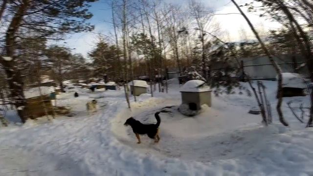 Приют Для Животных. Майский День Иваново. Волонтеры