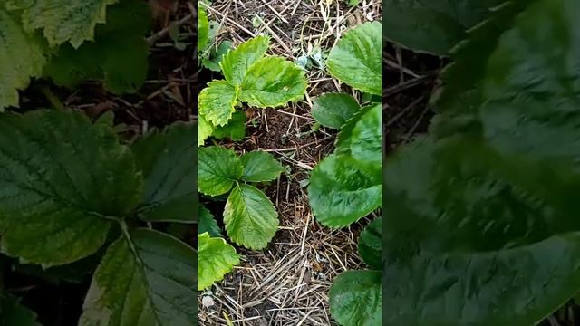Клубника на щелочных почвах.