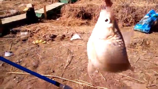 Атырау река Урал 27 03 20 г. смотреть онлайн