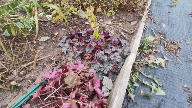 ? Подготовка сада к зиме. Гортензии, розы, хосты, гейхеры и др. Вычищаем малину. смотреть онлайн