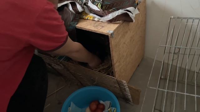 Как подложить под квочку яйца