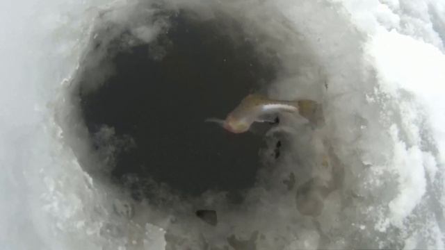 Зимняя РЫБАЛКА на ДОНУ!Вот это поворот!!!КЛЕВ ЦАРСКОЙ РЫБЫ как из ПУЛЕМЕТА!Ерш-НОСАРЬ!