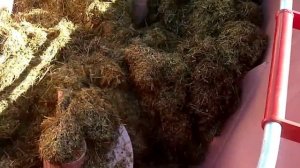 Подготовка, измельчение, нарезка корма для коров, раздача соломы техника Колнаг.mp4