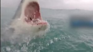 Нападение белой акулы\White Shark Attack