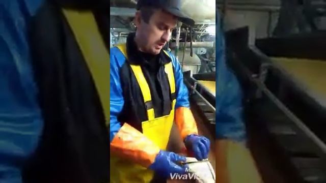 Тресковые язычки Cod Languages смотреть онлайн