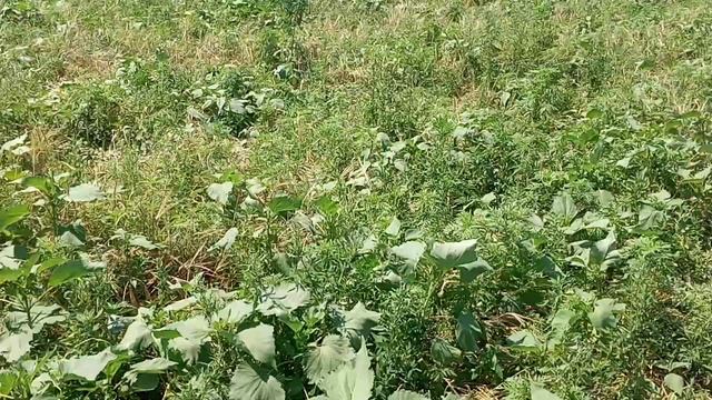 Ячмень на сено без обработки почвы, что получилось?